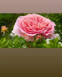 NEU!!!
Yoga am Öschlesee ab 13.6.23 von 8.30-9.45Uhr bis Ende Juli
Anmeldung Montagabend
Preis: 14,-€/Person